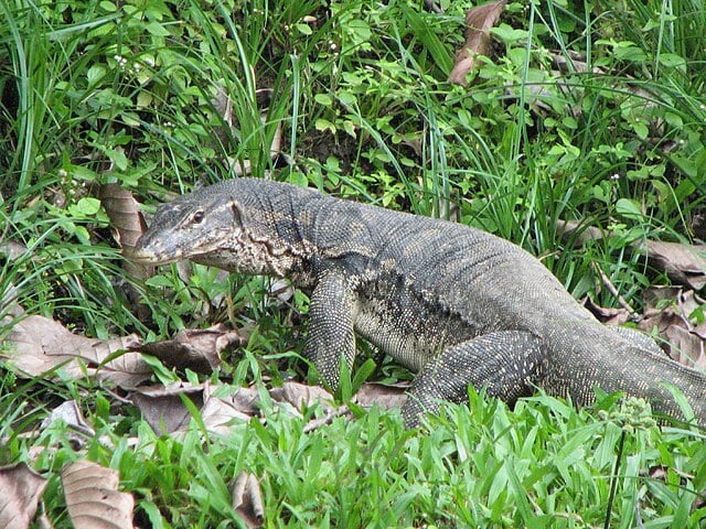 VARANO MALAIO (Varanus salvator) - Origem: Sudeste Asiático, em países como Tailândia, Indonésia e Filipinas. Comumente encontrado em florestas úmidas, perto de rios e lagos.