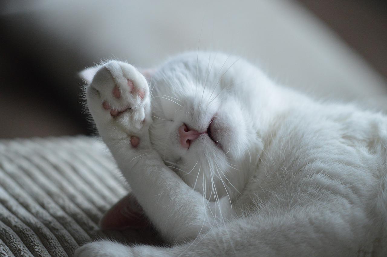 Agora algumas observações. Embora os gatos exijam menos trabalho que os cães, é necessário estar atento às suas necessidades. Fornecer alimentação correta e assistência de saúde com veterinário. 