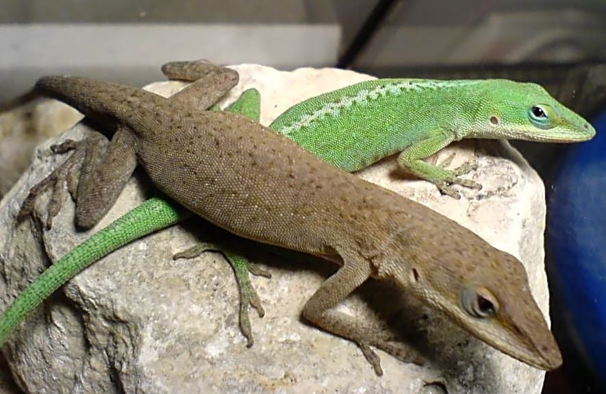 ANOLIS-VERDE (Anolis carolinensis) - Origem: Estados Unidos, especialmente no sudeste, incluindo Flórida, Geórgia e Carolina do Norte. Vive em florestas tropicais, matagais e áreas urbanas, geralmente onde há vegetação para se esconder. Sua coloração varia de verde a marrom, dependendo do ambiente e do seu humor.