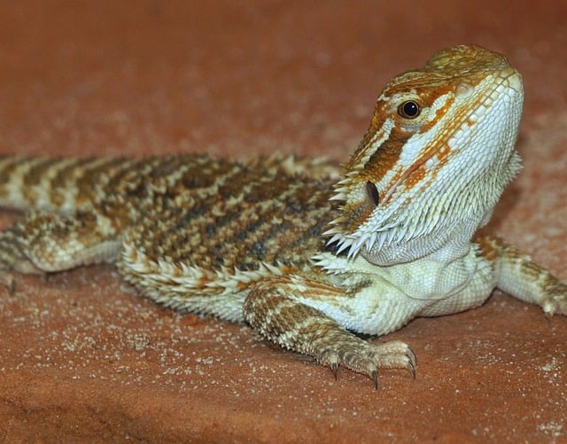 DRAGÃO-BARBUDO (Pogona vitticeps) - Origem: Austrália, especialmente nas regiões desérticas e semiáridas. Habita áreas secas, savanas, desertos e florestas da Austrália central.