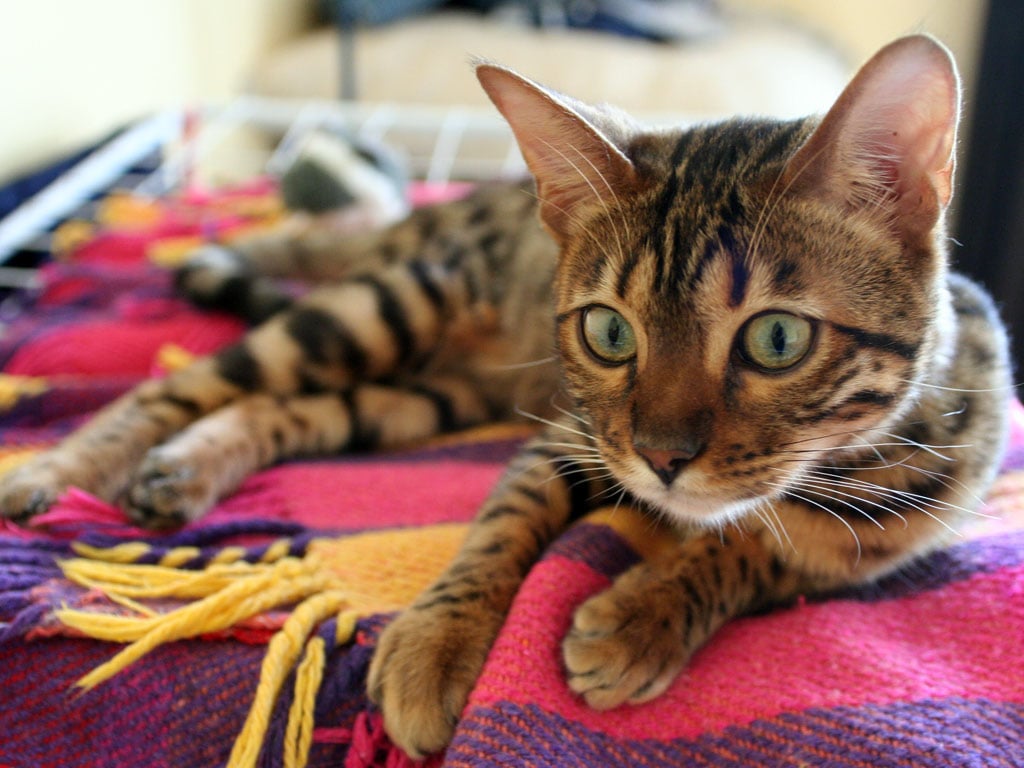 Bengal ou Gato de bengala - Surgiu nos anos 1960, nos EUA, do cruzamento de gatos domésticos e gatos-leopardos asiáticos. Cauda média e grossa. Pelo curto e fino. Gato forte, malhado, parece selvagem, mas é dócil. Vive de 10 a 16 anos. 