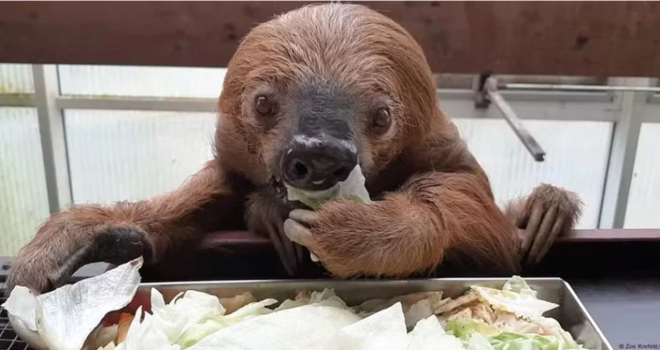 O bicho-preguiça  que era considerado o mais velho do mundo morreu em agosto de 2024, aos 54 anos, no zoológico de Krefeld, na Alemanha. Batizado de Jan, ele nasceu em ambiente selvagem, em 1969. Em 1986, passou um período no zoo de Hagenbeck, em Hamburgo, antes de ser transferido para Krefeld. 