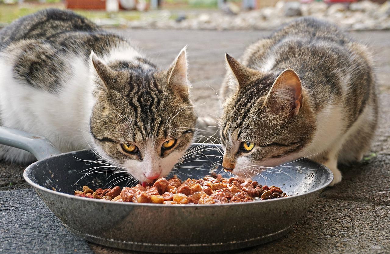 Não dê leite ao gato. Isso é fantasia de desenho animado. Ele deve ser alimentado com ração seca ou alimentos úmidos enlatados, apropriados para seu consumo. A lactose não é bem digerida por gatos. 