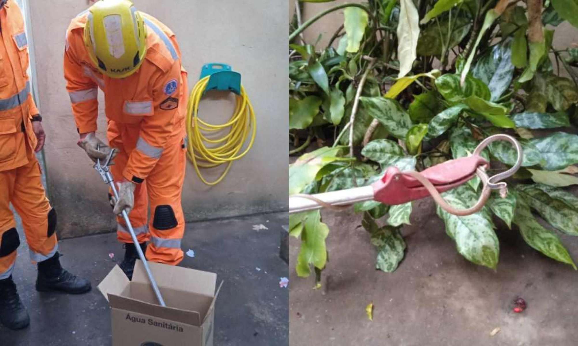 MG: Cobra de um metro assusta moradores em quintal de casa