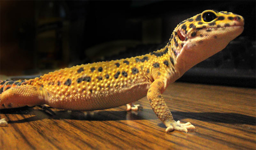 GECKO-LEOPARDO (Eublepharis macularius) - Origem: Sul da Ásia, especialmente no Paquistão, Índia e Afeganistão. Vive em desertos e áreas rochosas secas.