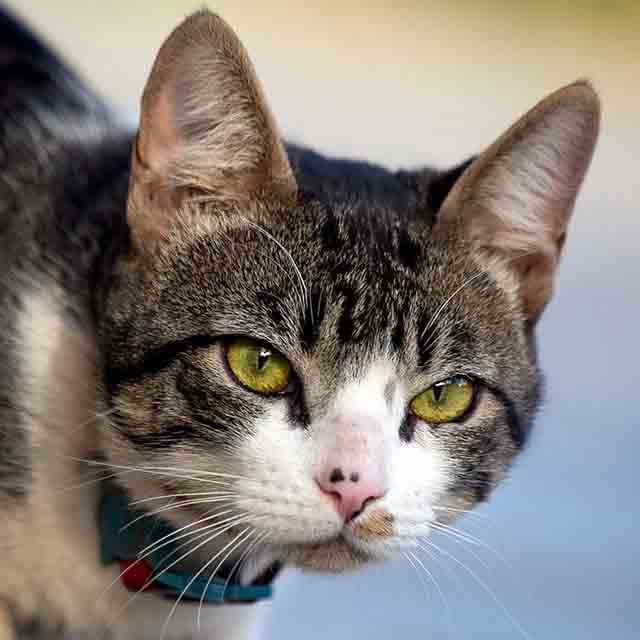 SRD - Gato sem raça definida. Assim como os cães vira-latas, geralmente são mestiços, resultantes de cruzamentos entre diferentes raças. 