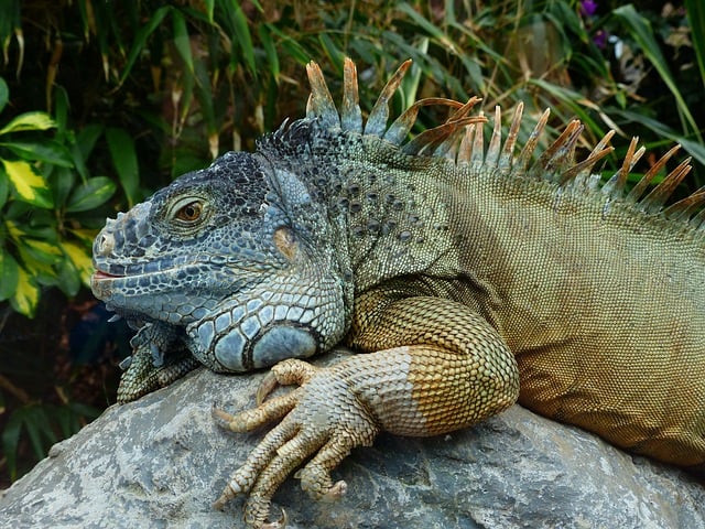 IGUANA-VERDE (Iguana iguana) - Origem: AmÃ©rica Central, AmÃ©rica do Sul e algumas partes do Caribe. Vive principalmente em florestas tropicais, mas tambÃ©m em Ã¡reas urbanas, desde o MÃ©xico atÃ© o sul do Brasil e Paraguai.