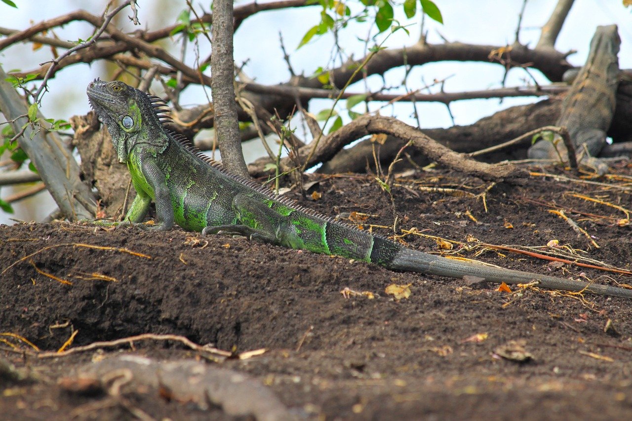 A iguana-verde é um dos lagartos mais conhecidos, podendo atingir até 2 metros de comprimento, com uma crista dorsal característica que percorre a espinha. Possui uma cauda longa que ajuda no equilíbrio e defesa e uma cor verde intensa (que pode variar em tom com a idade). É herbívora, com dieta de frutas, folhas e flores.