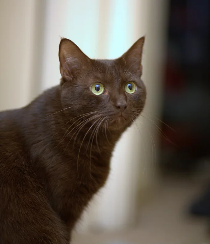 Havana Brown - Resultado do cruzamento de gato siamês com gato preto, na Inglaterra, nos anos 1950. Geralmente, são marrons, em tom escuro, com olhos verdes que chamam muito a atenção. Vivem entre 8 e 13 anos.  