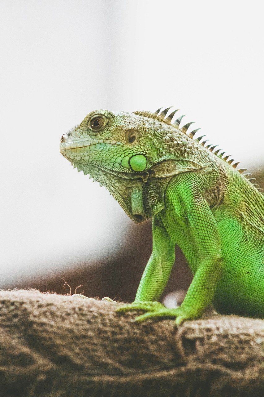 Pode ser mantido como animal de estimação, mas exige um ambiente específico e bastante espaço, além de cuidados e alimentação específicos. Apesar de tolerar a presença humana, não é exatamente “domesticável” como um cão ou gato e pode se tornar agressivo em situações de estresse.