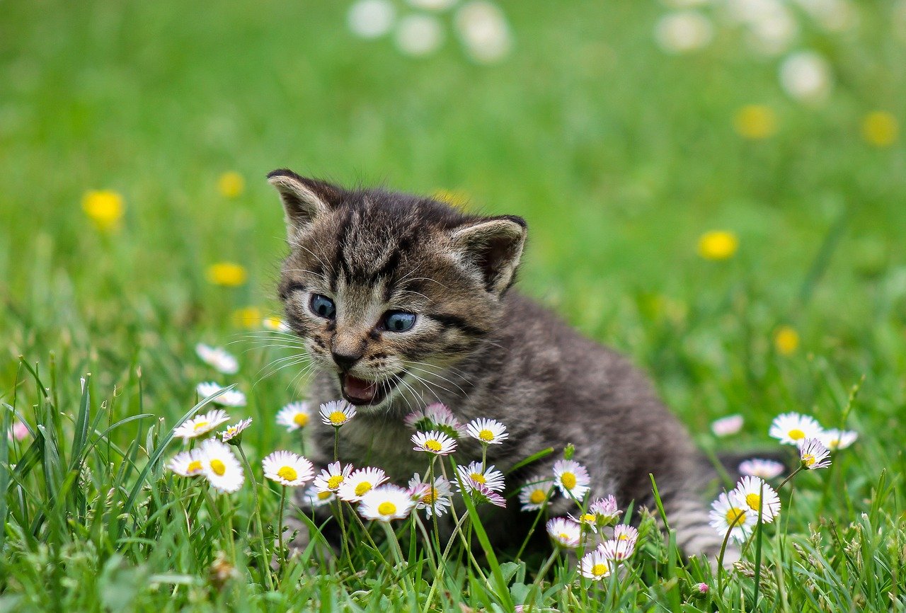 Quem tem jardim pode deixar os gatos livres para se divertir. Eles amam o ambiente arborizado. Mas se eles quebrarem as plantas, borrife um pouco de água no gato que ele logo volta pra dentro de casa.  