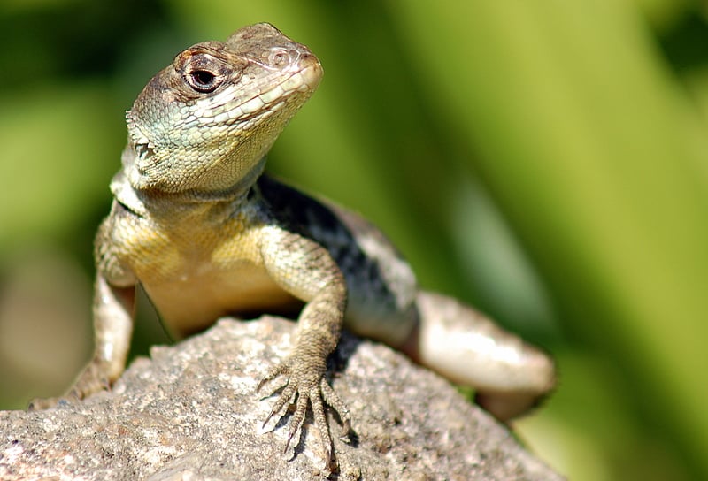 Veja agora algumas das principais espécies de lagartos, sua origem, onde vivem e se são adequados para domesticação. 