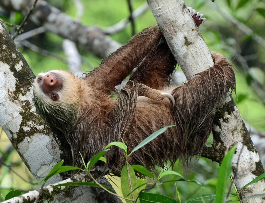 Esses animais desempenham um papel importante nos ecossistemas das florestas tropicais, e seu comportamento peculiar intriga cientistas e admiradores da vida selvagem.