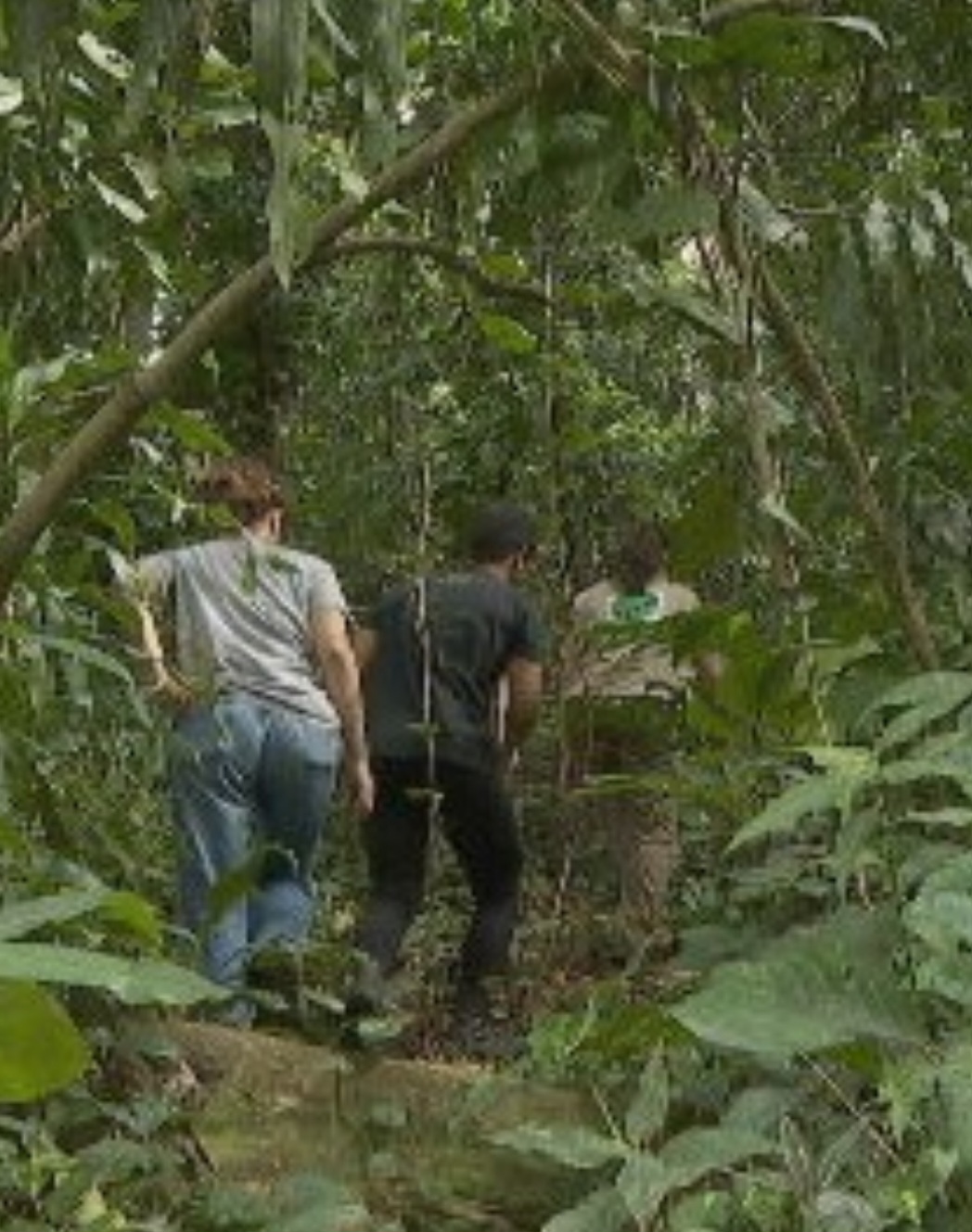 Depois que voltou a ficar saudável, o animal foi levado numa caixa para o Jardim Botânico do Rio, uma área de preservação que , além de ser um parque de visitação, se destina também ao estudo de botânica e de espécies nativas. 