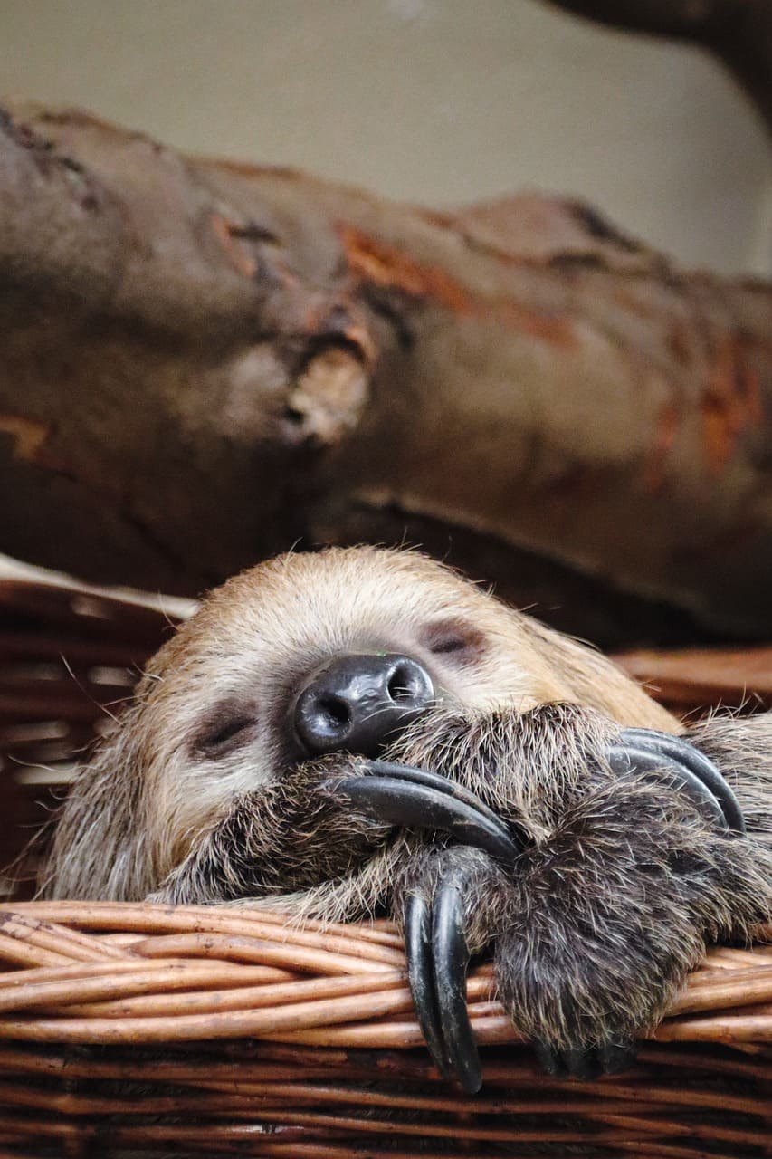 Esses animais, inclusive, dormem nas árvores, onde se sentem mais protegidos . O sono dura cerca de 14 horas por dia. 