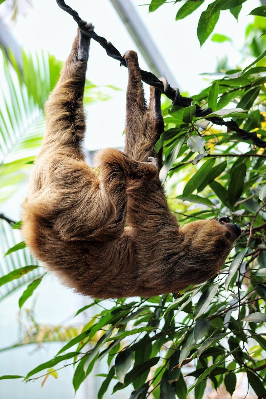 Habitualmente encontrados em florestas tropicais e subtropicais, eles passam a maior parte do tempo pendurados nas árvores, onde se sentem mais seguros de predadores.