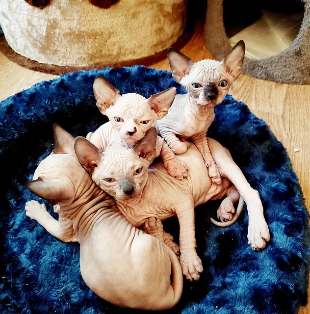 Um cuidado com o Sphynx: Como não elimina gordura por falta de pelos, deve ser limpo com toalhinhas umedecidas uma vez por semana. Banho uma vez por mês com shampoo neutro. Vive cerca de 14 anos.