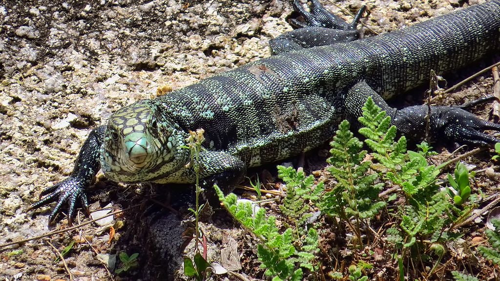 Embora sejam mantidos como pets em alguns lugares, são lagartos que podem ser agressivos quando se sentem ameaçados. Exigem um ambiente amplo e uma dieta variada e balanceada. A interação com humanos pode ser treinada, mas o animal não é “domesticável” no sentido estrito.
