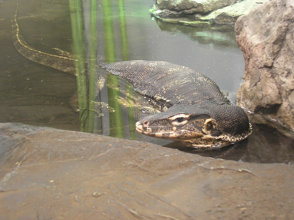 É um lagarto grande, com até 3 metros de comprimento. Sua pele é preta com marcas amarelas, e ele é um excelente nadador. É carnívoro, alimentando-se de peixes, pequenos mamíferos, aves e carniça.