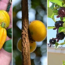 Frutas típicas da Mata Atlântica se destacam por cheiro e sabor -  Reproduçao de Youtube, Facebook e Flickr