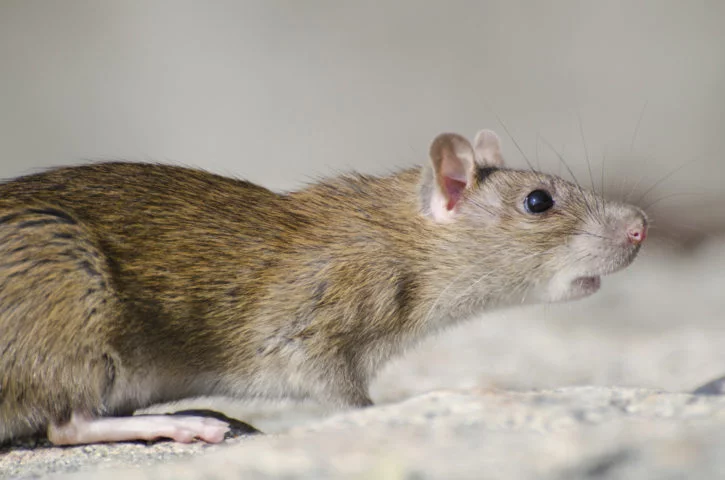 A maior preocupaÃ§Ã£o Ã© justamente pelo fato de a ilha ser um refÃºgio para diversas espÃ©cies de aves, jÃ¡ que ratos se alimentam de ovos, filhotes e atÃ© de adultos, dependendo da espÃ©cie.