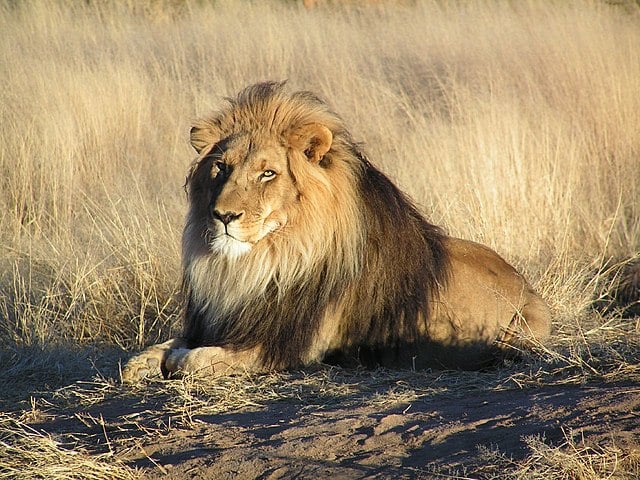 Com os pelos da cor da vegetação da savana, fica muito difícil da presa perceber que está sendo observada. 