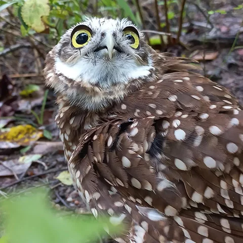 Muita gente não sabe, mas as corujas são um dos animais que melhores se camuflam. Além disso, conseguem mudar o formato do corpo, seja inchando ou murchando.