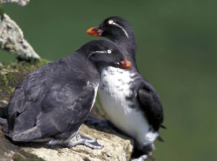 Entre as mais ameaÃ§adas estÃ£o o papagaio-do-mar e o auklet, um tipo de periquito.