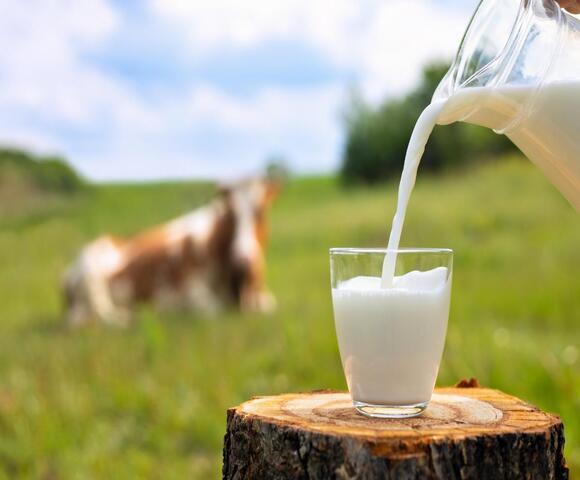 O leite tem sido um alimento importante para a dieta humana ao longo da história, como  rica fonte de nutrientes para o crescimento e a manutenção da saúde. 