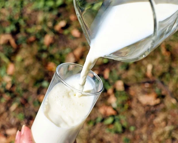 Muitos adultos são intolerantes à lactose, uma condição que pode causar desconforto gastrointestinal quando o leite é consumido.