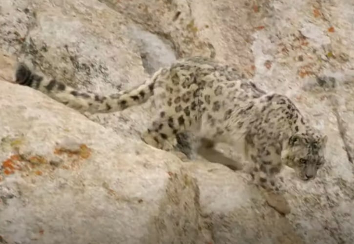 É dessa forma que é possível descrever um Leopardo da Neve, que consegue se esconder das suas presas já que seus pelos se misturam facilmente com o ambiente de montanhas e neve, nas altitudes da Ásia Central.