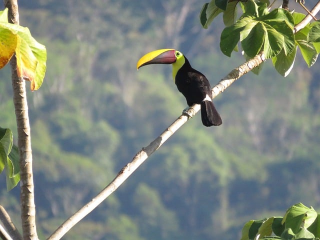 TOCANTINS- Nome de indígenas da região junto à foz do Rio Tocantins. A palavra tupi significa 'bico de tucano'.