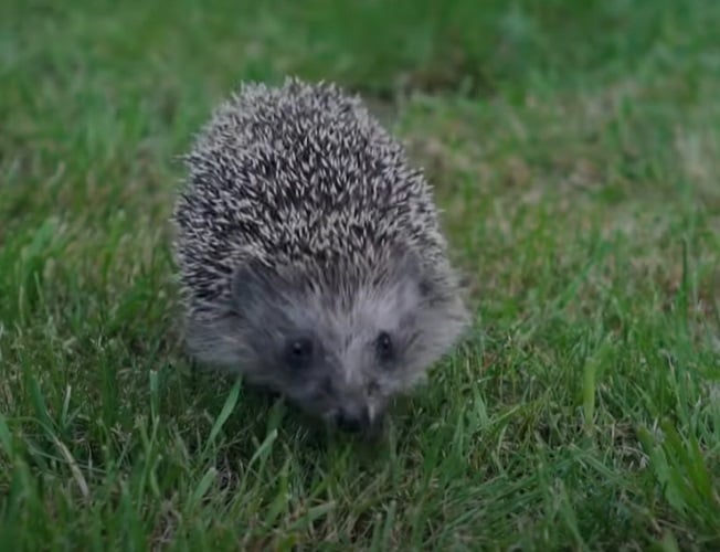 O ouriço é um animal muito inteligente na hora que está buscando sobreviver e fugir de predadores. 