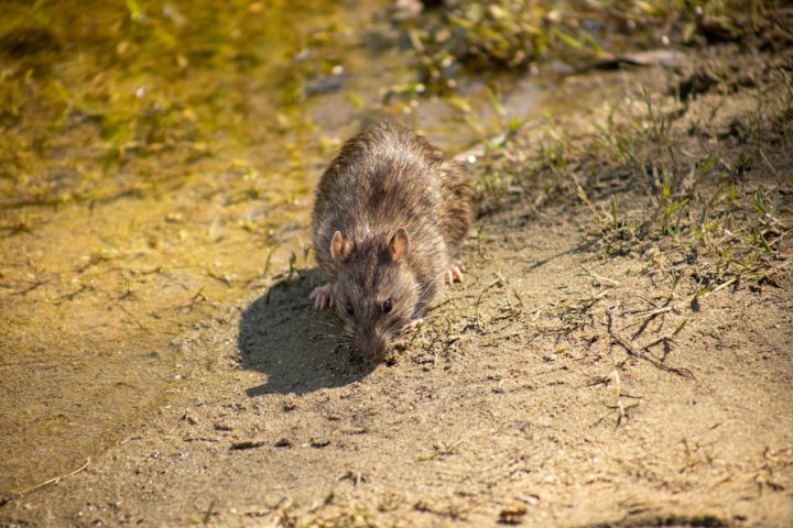 Ratos sÃ£o considerados uma praga em muitas regiÃµes do mundo devido aos danos que causam tanto ao meio ambiente quanto Ã  saÃºde pÃºblica.