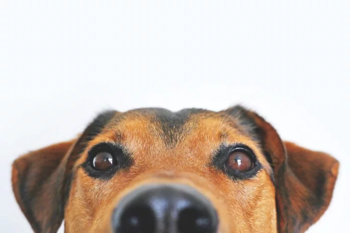 A ilha está considerando até mesmo abrir mão de uma antiga tradição para agilizar a captura do rato. Isso porque, eles estão avaliando a entrada de um cão farejador — cachorros são proibidos na ilha desde 1976.