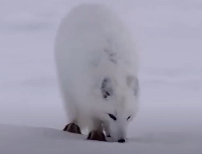 A Raposa do Ártico tem uma pelagem branca (algumas vezes acinzentada) muito específica, que funciona de maneira eficaz como camuflagem nas paisagens invernosas.