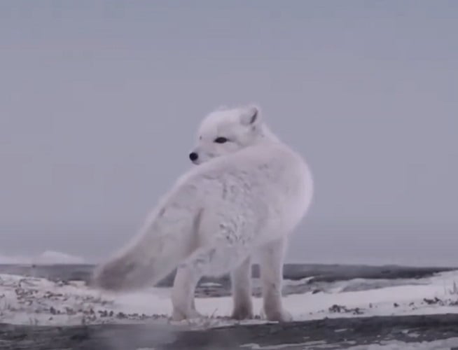 As tonalidades naturais do pelo permitem que este tipo de raposa se misture com a tundra de neve e gelo.