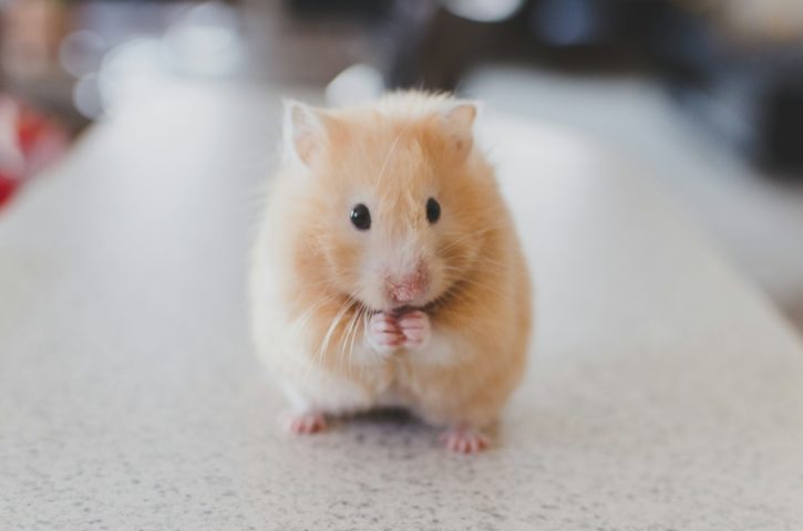 Pode comer morango? Vive quanto tempo? Veja curiosidades sobre os hamsters!