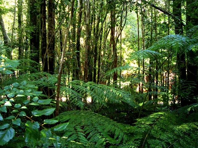 9ª - Floresta Temperada Valdivian – América do Sul - Se estende por partes do Chile e da Argentina. 