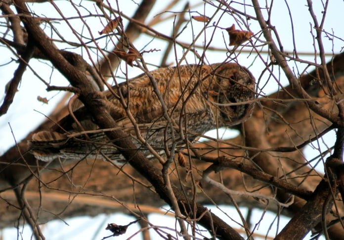 Essa associação com a sabedoria pode ser atribuída à aparência única e à natureza noturna dessas aves, bem como à sua capacidade de caçar na escuridão.
