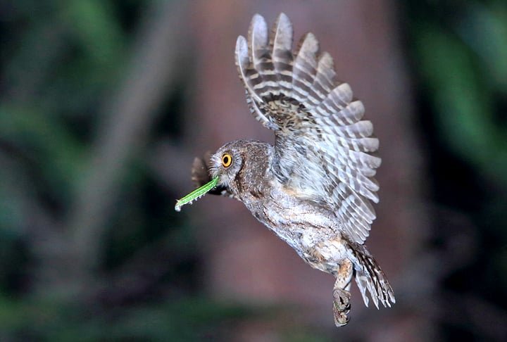 Mas a presença de presas também pode determinar a preferência do habitat das corujas. Elas são predadoras e alimentam-se de uma variedade de animais, incluindo roedores, aves, répteis, anfíbios e insetos.Se necessário, trocam as árvores por prédios para se aproximar das presas. 