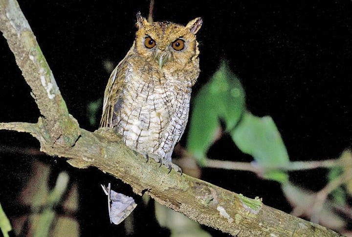 A figura da coruja também é bem comum em filmes de terror. Em algumas culturas e superstições costuma ser associada à mau presságio e até à morte.