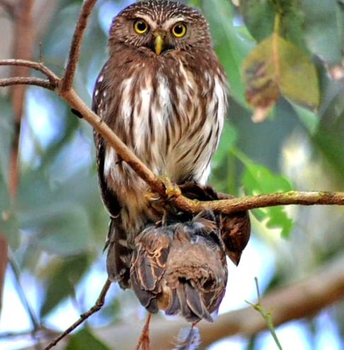 Além de visão noturna, as corujas têm um sistema auditivo altamente desenvolvido. Seus ouvidos assimétricos permitem que localizem presas pelo som, mesmo em total escuridão. 