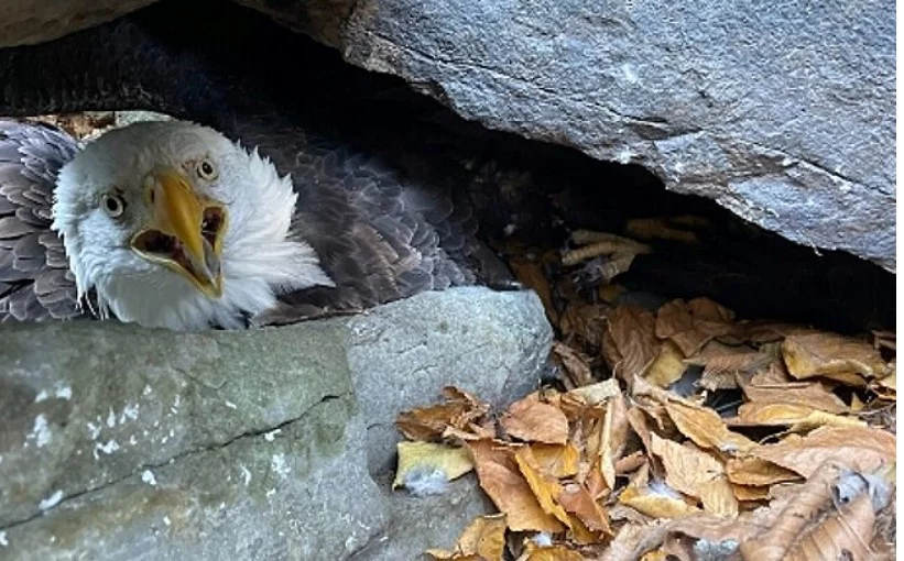 Alpinista salva casal de águias preso em rocha de parque nos EUA - Divulgação/Ravendidge