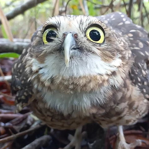 As corujas se dividem em duas famílias: Strigidae e Tytonidae. As da família Strigidae são as mais comuns e incluem espécies como a coruja-buraqueira (foto), a coruja-do-mato e a coruja-das-torres. 