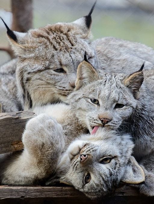 Em termos de comportamento reprodutivo, os linces-do-Canadá acasalam no final do inverno, e as fêmeas dão à luz entre dois e quatro filhotes na primavera. 