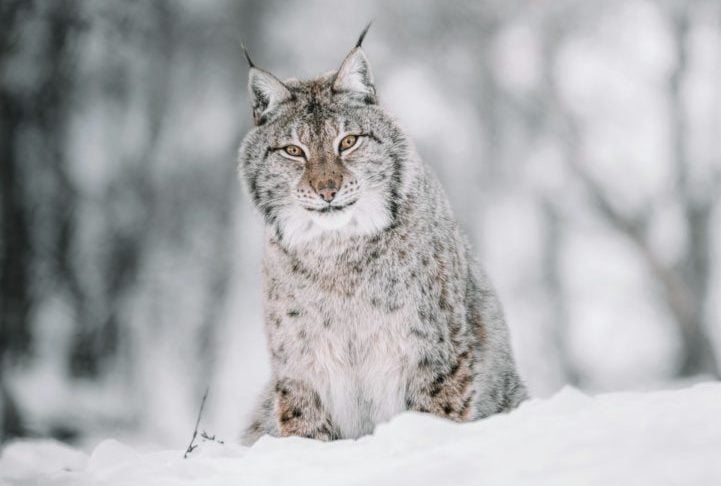 Este animal é adaptado ao clima frio e à vida em ambientes cobertos de neve, sendo facilmente reconhecido por sua pelagem densa, que varia de cinza a marrom claro com uma coloração mais clara na barriga.