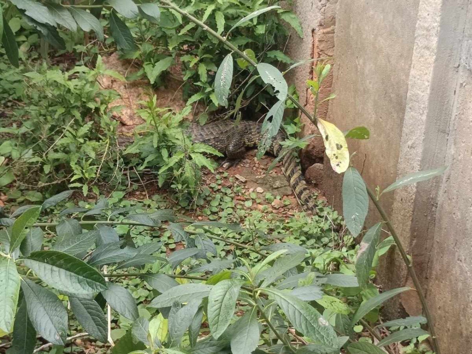 Jacaré é encontrado em quintal de família em cidade mineira