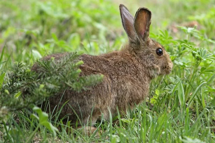 O lince-do-Canadá é um predador solitário e noturno, especializado na caça da lebre-americana (Lepus americanus), que compõe a maior parte de sua dieta.