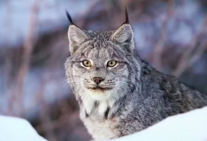 O lince-do-Canadá (Lynx canadensis) é um felino nativo das florestas boreais da América do Norte, amplamente distribuído pelo Canadá e regiões do Alasca, além de algumas partes do norte dos Estados Unidos.